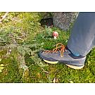Muške niske planinarske cipele Scarpa Mescalito