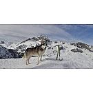 Cepin Climbing Technology Hound +