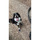 Ruffwear Grip Trex čizme za pse