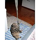 Dyneema zamka Rock Empire 60 cm, 13 mm